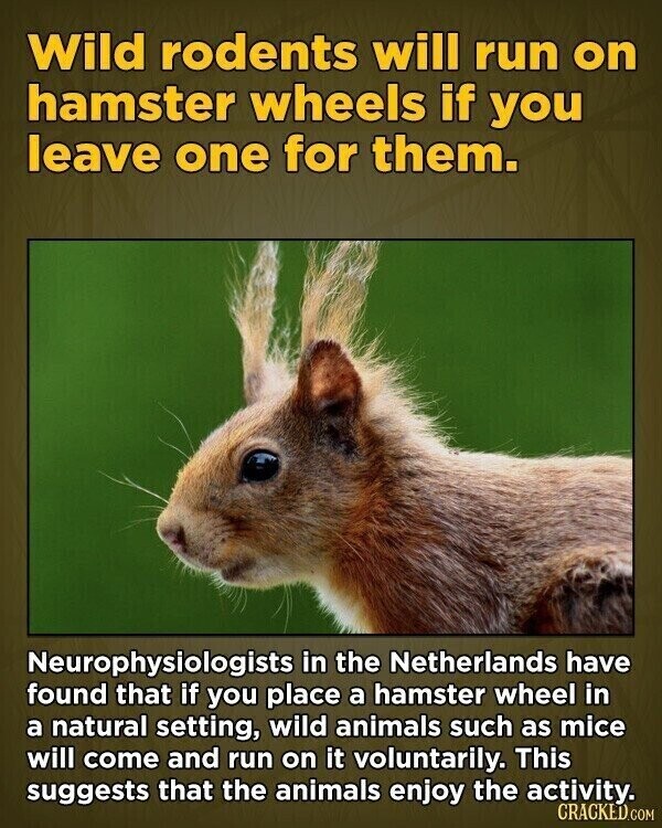 Wild rodents will run on hamster wheels if you leave one for them. Neurophysiologists in the Netherlands have found that if you place a hamster wheel in a natural setting, wild animals such as mice will come and run on it voluntarily. This suggests that the animals enjoy the activity. CRACKED.COM