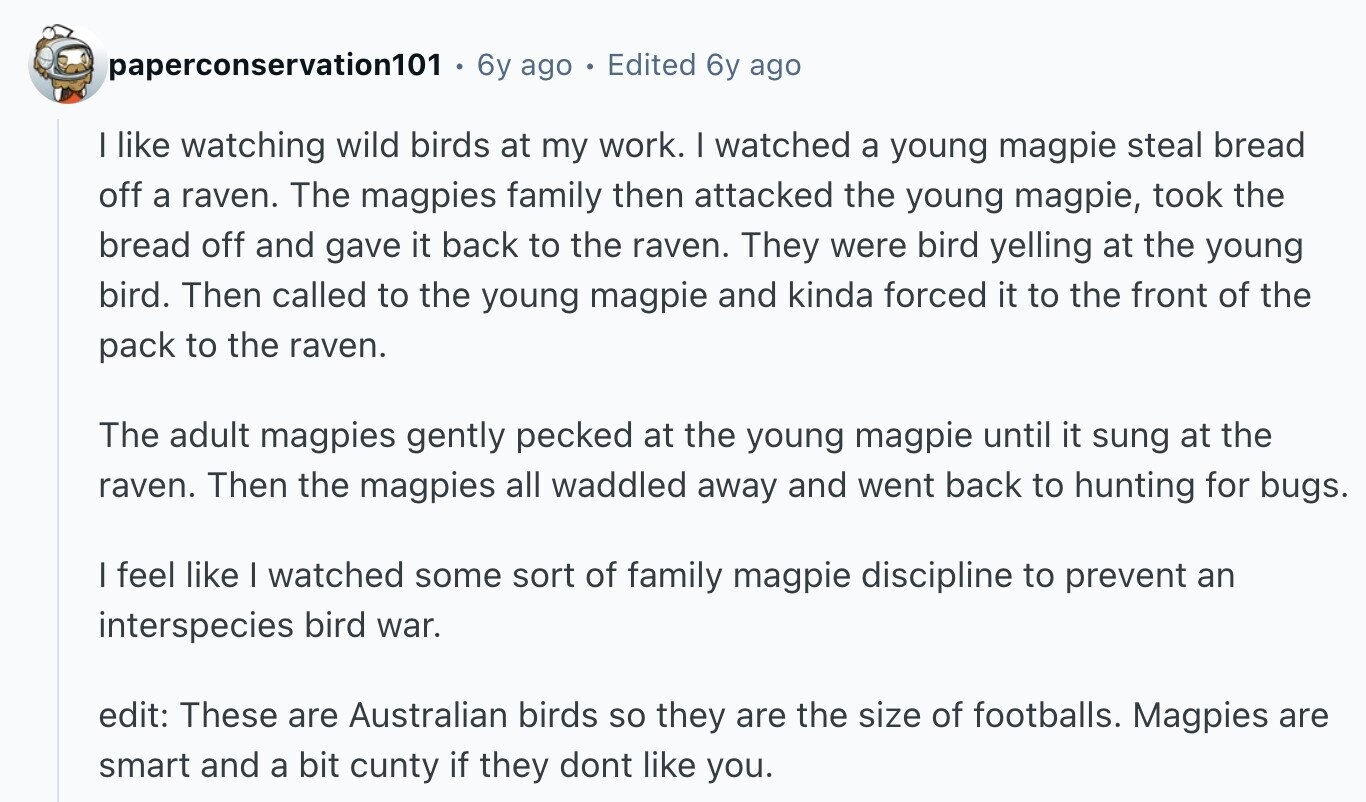 paperconservation101 . 6y ago Edited 6y ago I like watching wild birds at my work. I watched a young magpie steal bread off a raven. The magpies family then attacked the young magpie, took the bread off and gave it back to the raven. They were bird yelling at the young bird. Then called to the young magpie and kinda forced it to the front of the pack to the raven. The adult magpies gently pecked at the young magpie until it sung at the raven. Then the magpies all waddled away and went back to hunting for bugs. I