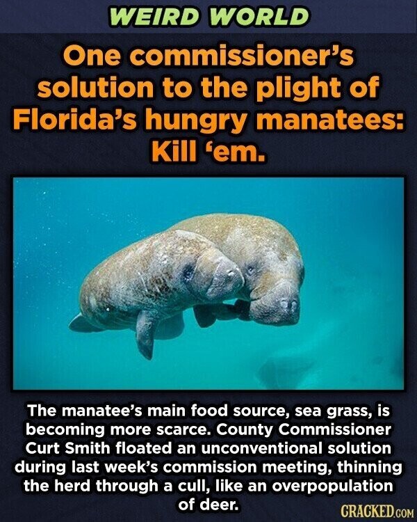 WEIRD WORLD One commissioner's solution to the plight of Florida's hungry manatees: Kill 'em. The manatee's main food source, sea grass, is becoming more scarce. County Commissioner Curt Smith floated an unconventional solution during last week's commission meeting, thinning the herd through a cull, like an overpopulation of deer. CRACKED.COM