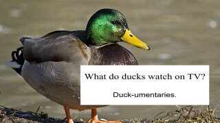 22 Lame Duck Jokes That Are Entirely for the Birds