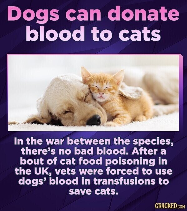 Dogs can donate blood to cats In the war between the species, there's no bad blood. After a bout of cat food poisoning in the UK, vets were forced to use dogs' blood in transfusions to save cats. CRACKED.COM