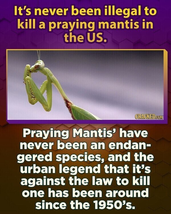 It's never been illegal to kill a praying mantis in the US. GRACKED.COM Praying Mantis' have never been an endan- gered species, and the urban legend that it's against the law to kill one has been around since the 1950's.