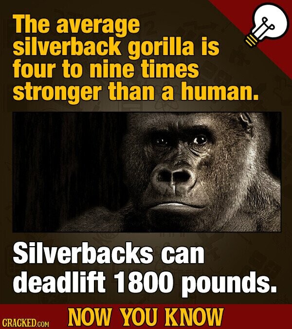 The average silverback gorilla is four to nine times stronger than a human. Silverbacks can deadlift 1800 pounds. NOW YOU KNOW CRACKED.COM