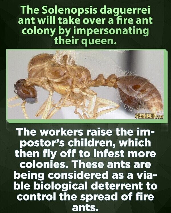 The Solenopsis daguerrei ant will take over a fire ant colony by impersonating their queen. GRACKED.COM The workers raise the im- postor's children, which then fly off to infest more colonies. These ants are being considered as a via- ble biological deterrent to control the spread of fire ants.
