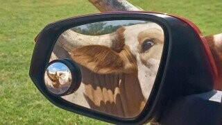 Photos That Look Totally Normal Until You Look Closer