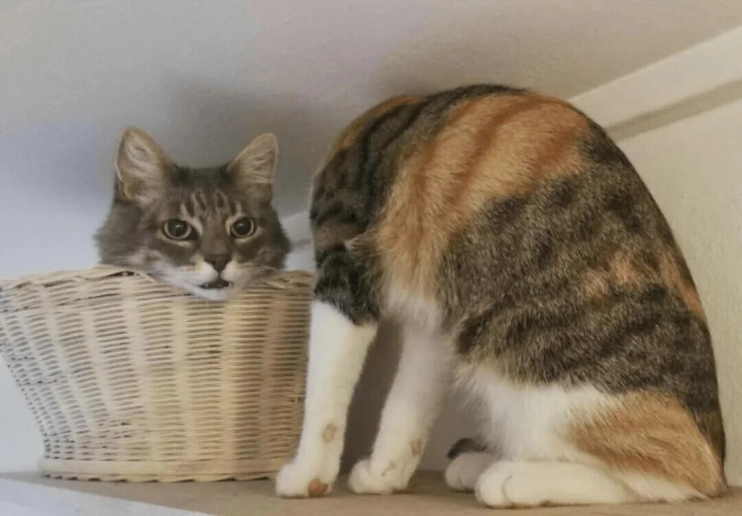 Photos That Look Totally Normal Until You Zoom In