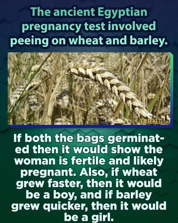 The ancient Egyptian pregnancy test involved peeing on wheat and barley. GRACKED.COM If both the bags germinat- ed then it would show the woman is fertile and likely pregnant. Also, if wheat grew faster, then it would be a boy, and if barley grew quicker, then it would be a girl.