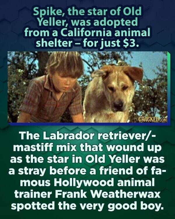 Spike, the star of Old Yeller, was adopted from a California animal shelter-for just $3. CRACKED.COM The Labrador retriever/- mastiff mix that wound up as the star in Old Yeller was a stray before a friend of fa- mous Hollywood animal trainer Frank Weatherwax spotted the very good boy.