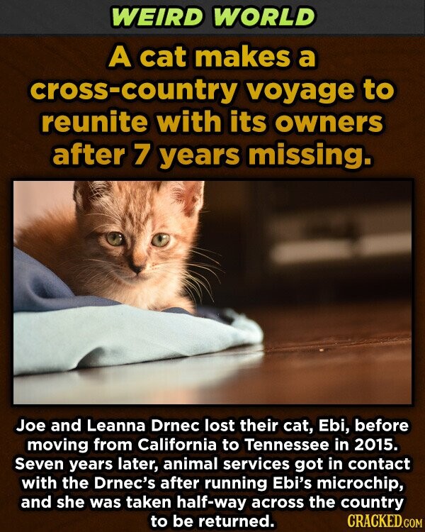 WEIRD WORLD A cat makes a cross-country voyage to reunite with its owners after 7 years missing. Joe and Leanna Drnec lost their cat, Ebi, before moving from California to Tennessee in 2015. Seven years later, animal services got in contact with the Drnec's after running Ebi's microchip, and she was taken half-way across the country to be returned. CRACKED.COM