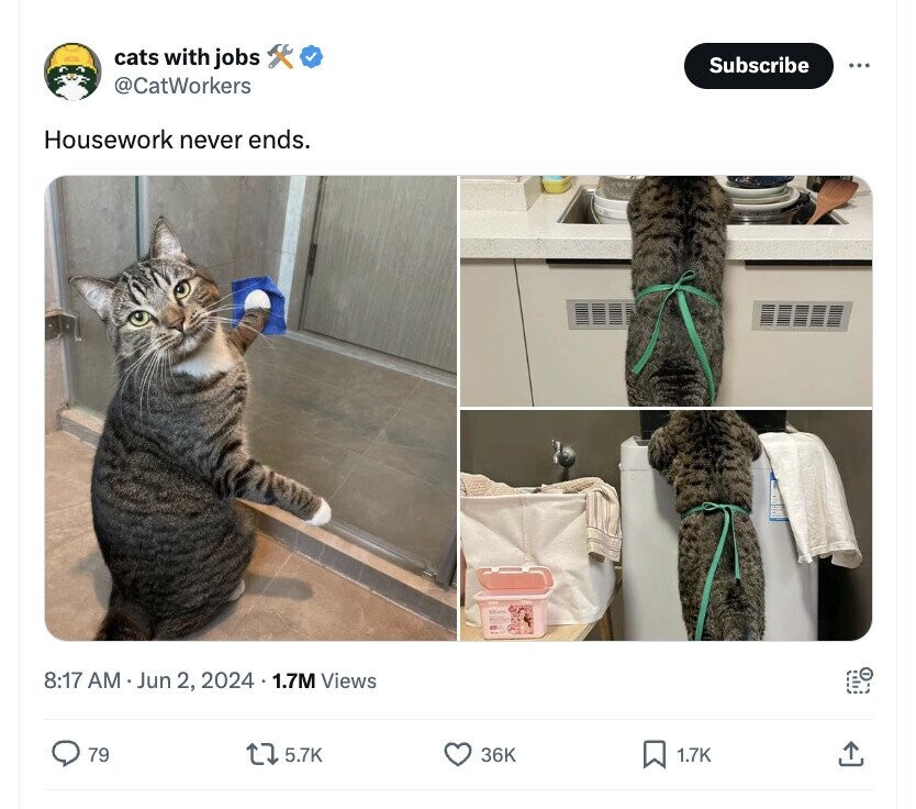 cats with jobs Subscribe ... @CatWorkers Housework never ends. 8:17 AM Jun 2, 2024 1.7M Views 79 5.7K 36K 1.7K
