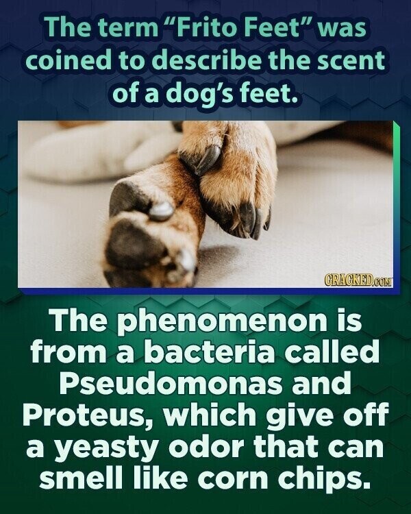 The term Frito Feet was coined to describe the scent of a dog's feet. GRACKED.COM The phenomenon is from a bacteria called Pseudomonas and Proteus, which give off a yeasty odor that can smell like corn chips.