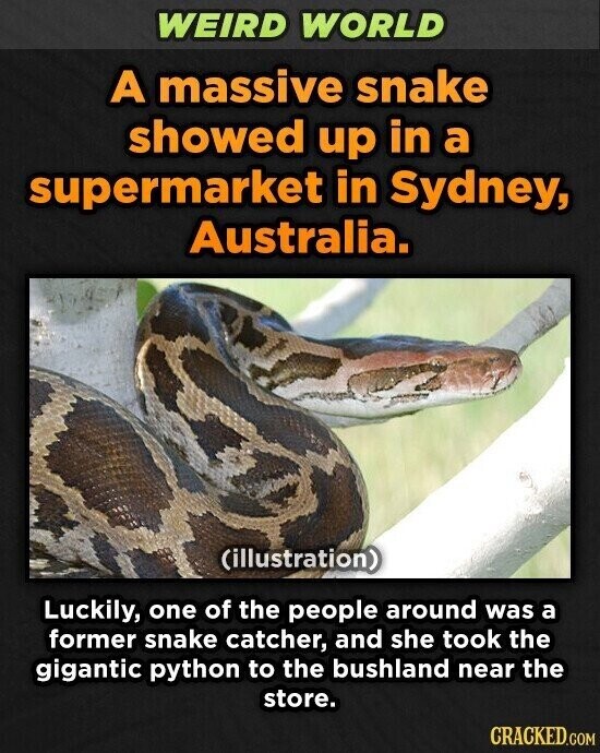 WEIRD WORLD A massive snake showed up in a supermarket in Sydney, Australia. (illustration) Luckily, one of the people around was a former snake catcher, and she took the gigantic python to the bushland near the store. CRACKED.COM