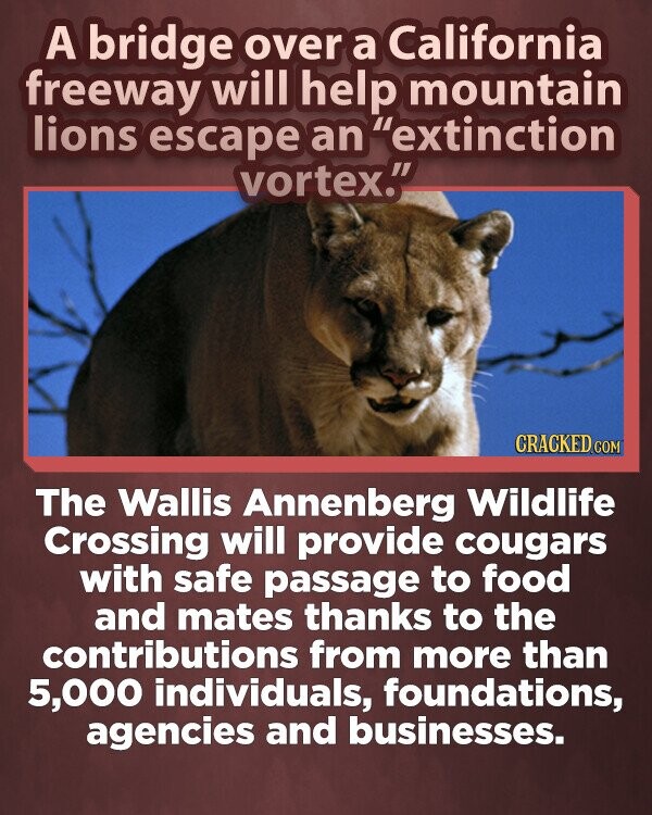 A bridge over a California freeway will help mountain lions escape an extinction vortex. CRACKED.COM The Wallis Annenberg Wildlife Crossing will provide cougars with safe passage to food and mates thanks to the contributions from more than 5,000 individuals, foundations, agencies and businesses.