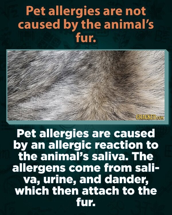 Pet allergies are not caused by the animal's fur. CRACKED.COM Pet allergies are caused by an allergic reaction to the animal's saliva. The allergens come from sali- va, urine, and dander, which then attach to the fur.