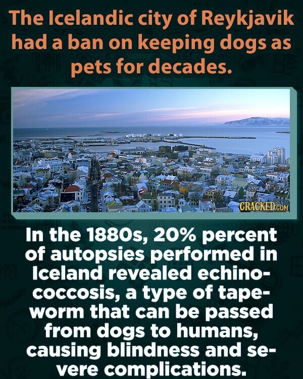 The Icelandic city of Reykjavik had a ban on keeping dogs as pets for decades. CRACKED COM In the 1880s, 20% percent of autopsies performed in Iceland revealed echino- coccosis, a type of tape- worm that can be passed from dogs to humans, causing blindness and se- vere complications.