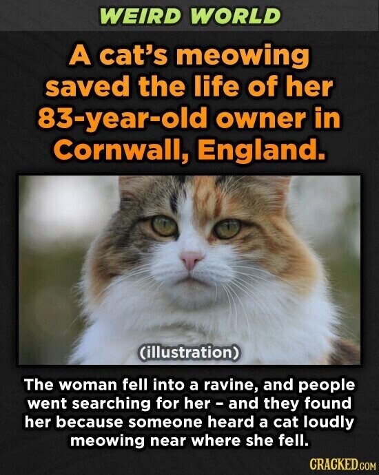 WEIRD WORLD A cat's meowing saved the life of her 83-year-old owner in Cornwall, England. (illustration) The woman fell into a ravine, and people went searching for her - and they found her because someone heard a cat loudly meowing near where she fell. CRACKED.COM