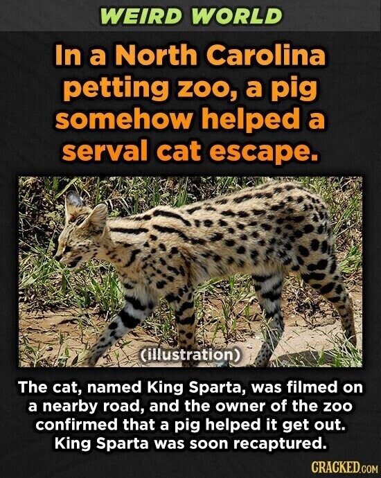 WEIRD WORLD In a North Carolina petting zoo, a pig somehow helped a serval cat escape. (illustration) The cat, named King Sparta, was filmed on a nearby road, and the owner of the zoo confirmed that a pig helped it get out. King Sparta was soon recaptured. CRACKED.COM