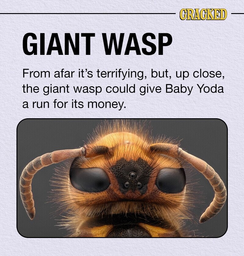 CRACKED GIANT WASP From afar it's terrifying, but, up close, the giant wasp could give Baby Yoda a run for its money.