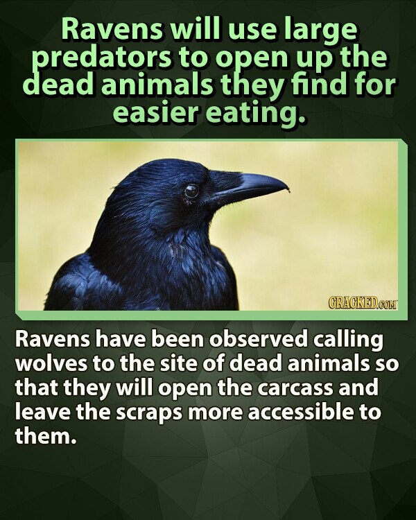 Ravens will use large predators to open up the dead animals they find for easier eating. CRACKED.COM Ravens have been observed calling wolves to the site of dead animals so that they will open the carcass and leave the scraps more accessible to them.