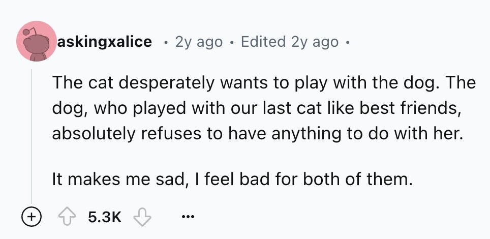 askingxalice 2y ago Edited 2y ago The cat desperately wants to play with the dog. The dog, who played with our last cat like best friends, absolutely refuses to have anything to do with her. It makes me sad, I feel bad for both of them. + 5.3K ...