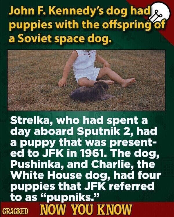 John F. Kennedy's dog had puppies with the offspring of a Soviet space dog. Strelka, who had spent a day aboard Sputnik 2, had a puppy that was present- ed to JFK in 1961. The dog, Pushinka, and Charlie, the White House dog, had four puppies that JFK referred to as pupniks. CRACKED NOW YOU KNOW