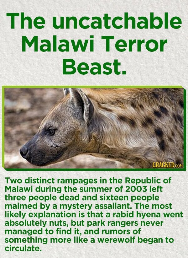 The uncatchable Malawi Terror Beast. CRACKED COM Two distinct rampages in the Republic of Malawi during the summer of 2003 left three people dead and sixteen people maimed by a mystery assailant. The most likely explanation is that a rabid hyena went absolutely nuts, but park rangers never managed to find it, and rumors of something more like a werewolf began to circulate.