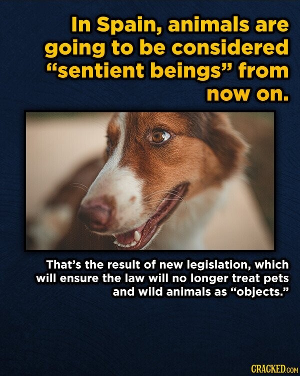 In Spain, animals are going to be considered sentient beings from now on. That's the result of new legislation, which will ensure the law will no longer treat pets and wild animals as objects. CRACKED.COM