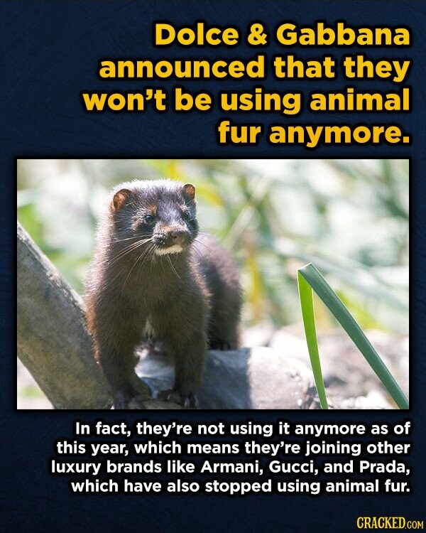 Dolce & & Gabbana announced that they won't be using animal fur anymore. In fact, they're not using it anymore as of this year, which means they're joining other luxury brands like Armani, Gucci, and Prada, which have also stopped using animal fur. CRACKED.COM