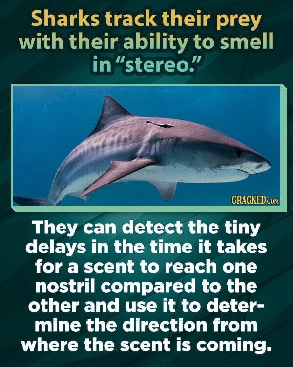 Sharks track their prey with their ability to smell in stereo. CRACKED.COM They can detect the tiny delays in the time it takes for a scent to reach one nostril compared to the other and use it to deter- mine the direction from where the scent is coming.