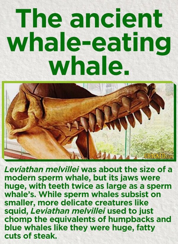 The ancient whale-eating whale. CRACKED.COM Leviathan melvillei was about the size of a modern sperm whale, but its jaws were huge, with teeth twice as large as a sperm whale's. While sperm whales subsist on smaller, more delicate creatures like squid, Leviathan melvillei used to just chomp the equivalents of humpbacks and blue whales like they were huge, fatty cuts of steak.