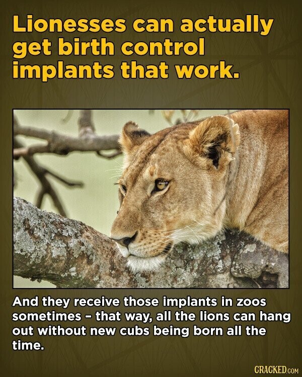 Lionesses can actually get birth control implants that work. And they receive those implants in zoos sometimes - that way, all the lions can hang out without new cubs being born all the time. CRACKED.COM