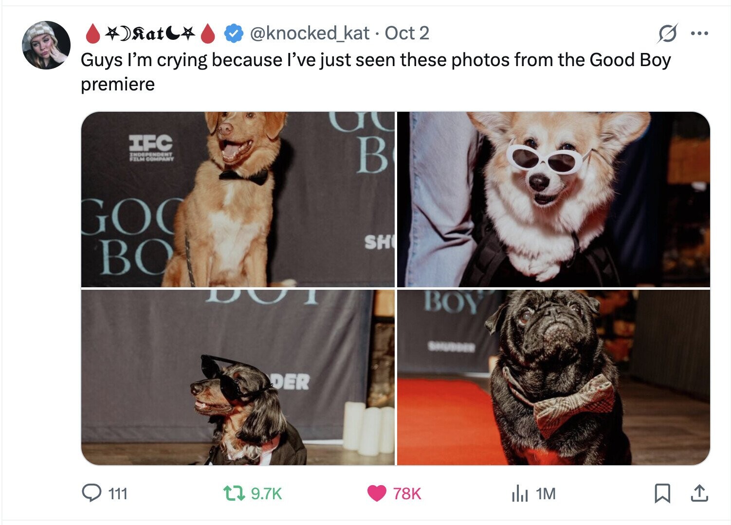 Rat @knocked_kat Oct 2 ... Guys I'm crying because I've just seen these photos from the Good Boy premiere U IFC INDEPENDENT FILM COMPANY В GOO SH BO D BOY SHUDDER DER 111 9.7K 78K del 1M 
