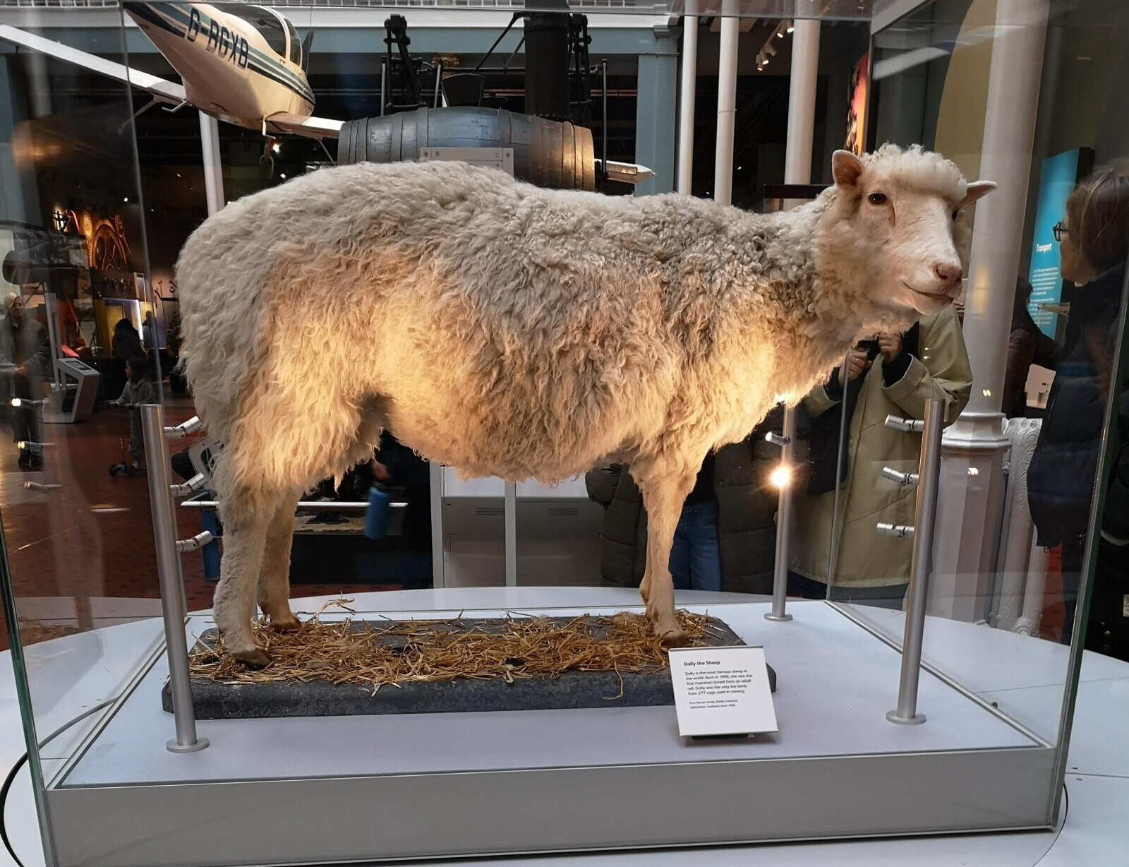 D-BGXD Transport Dolly the Sheep 8. and man the cheesing ist the - only n - -