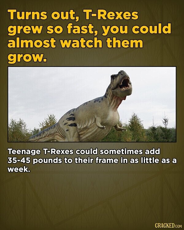 Turns out, T-Rexes grew so fast, you could almost watch them grow. Teenage T-Rexes could sometimes add 35-45 pounds to their frame in as little as a week. CRACKED.COM