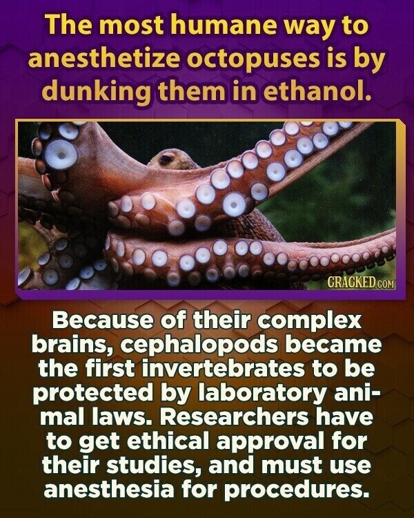 The most humane way to anesthetize octopuses is by dunking them in ethanol. CRACKED.COM Because of their complex brains, cephalopods became the first invertebrates to be protected by laboratory ani- mal laws. Researchers have to get ethical approval for their studies, and must use anesthesia for procedures.