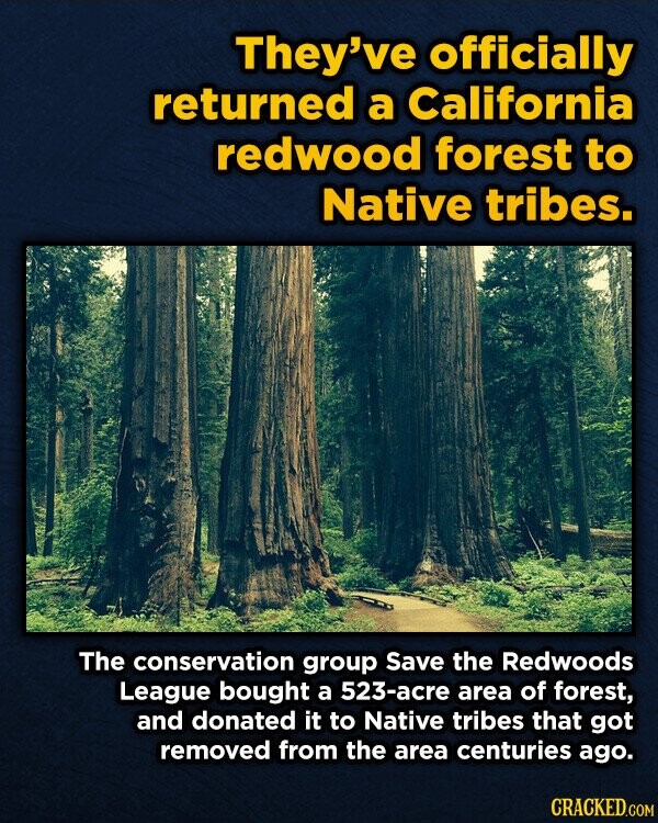 They've officially returned a California redwood forest to Native tribes. The conservation group Save the Redwoods League bought a 523-acre area of forest, and donated it to Native tribes that got removed from the area centuries ago. CRACKED.COM