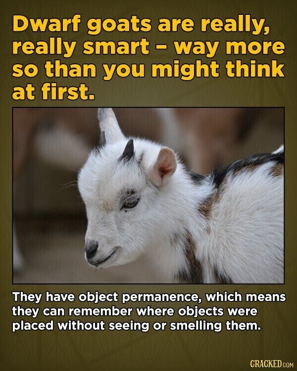 Dwarf goats are really, really smart - way more so than you might think at first. They have object permanence, which means they can remember where objects were placed without seeing or smelling them. CRACKED.COM