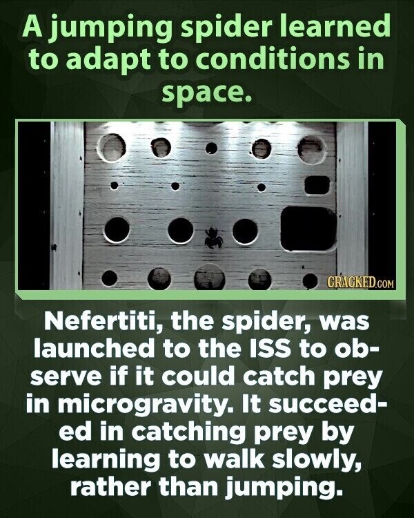 A jumping spider learned to adapt to conditions in space. CRACKED.COM Nefertiti, the spider, was launched to the ISS to ob- serve if it could catch prey in microgravity. It succeed- ed in catching prey by learning to walk slowly, rather than jumping.
