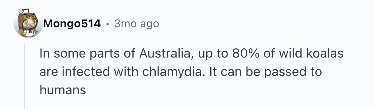 Mongo514 . 3mo ago In some parts of Australia, up to 80% of wild koalas are infected with chlamydia. It can be passed to humans 