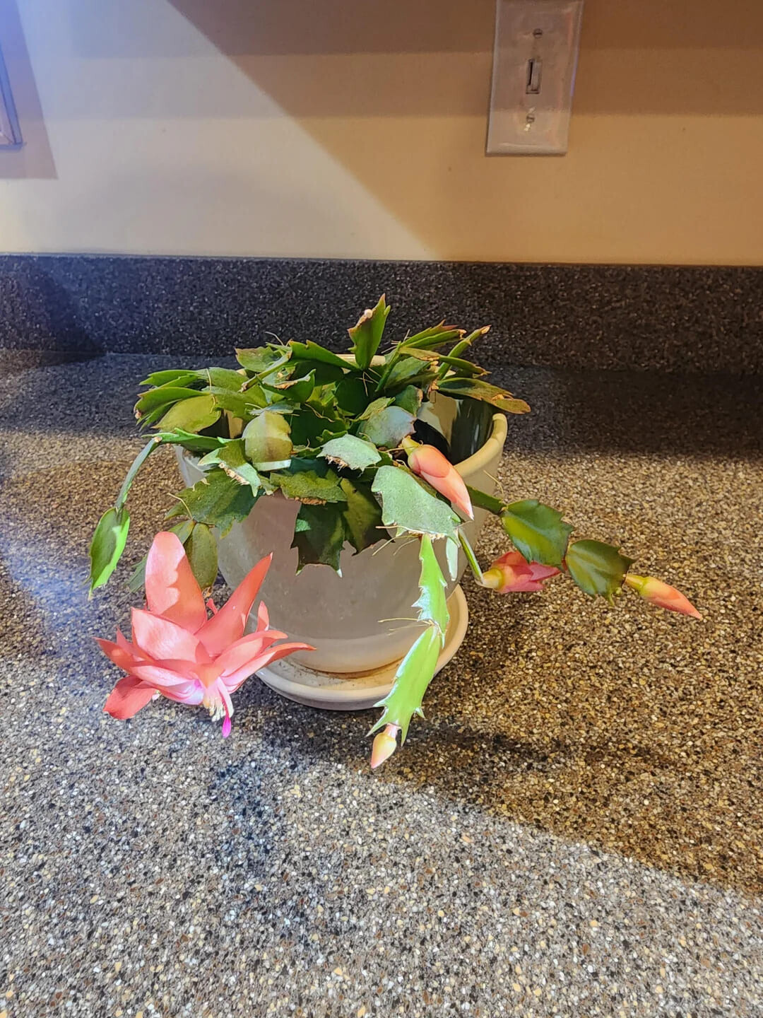 Cool & Interesting Christmas Things People Found