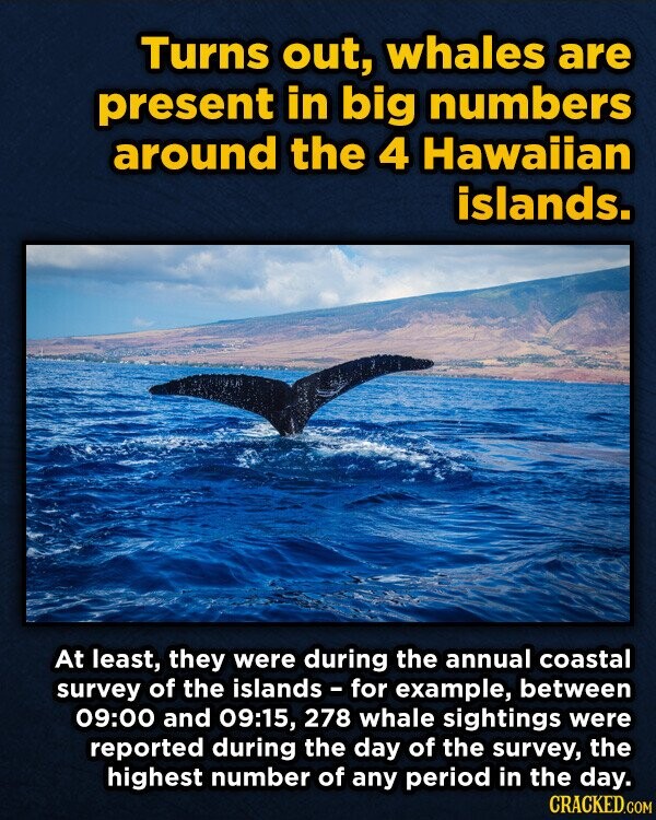 Turns out, whales are present in big numbers around the 4 Hawaiian islands. At least, they were during the annual coastal survey of the islands - for example, between 09:00 and 09:15, 278 whale sightings were reported during the day of the survey, the highest number of any period in the day. CRACKED.COM
