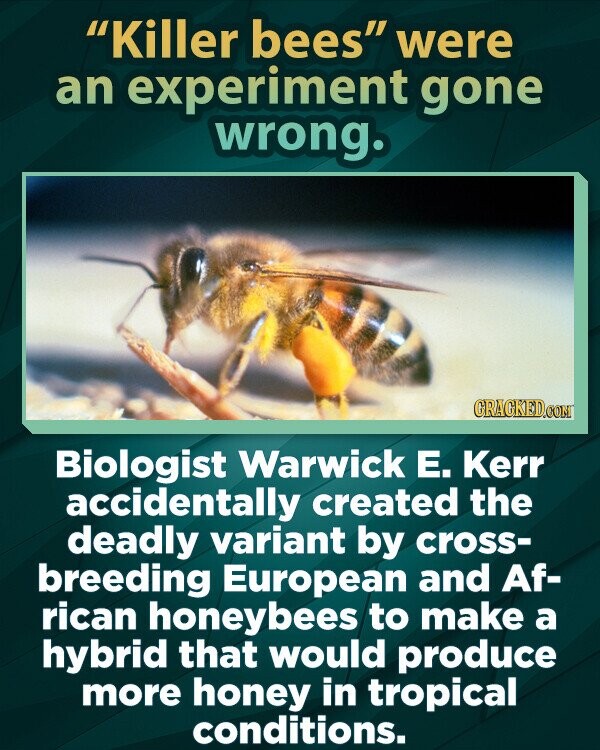 Killer bees were an experiment gone wrong. GRACKED.COM Biologist Warwick Е. Kerr accidentally created the deadly variant by cross- breeding European and Af- rican honeybees to make a hybrid that would produce more honey in tropical conditions.