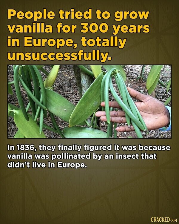 People tried to grow vanilla for 300 years in Europe, totally unsuccessfully. In 1836, they finally figured it was because vanilla was pollinated by an insect that didn't live in Europe. CRACKED.COM