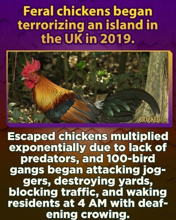 Feral chickens began terrorizing an island in the UK in 2019. CRACKED COM Escaped chickens multiplied exponentially due to lack of predators, and 100-bird gangs began attacking jog- gers, destroying yards, blocking traffic, and waking residents at 4 AM with deaf- ening crowing.