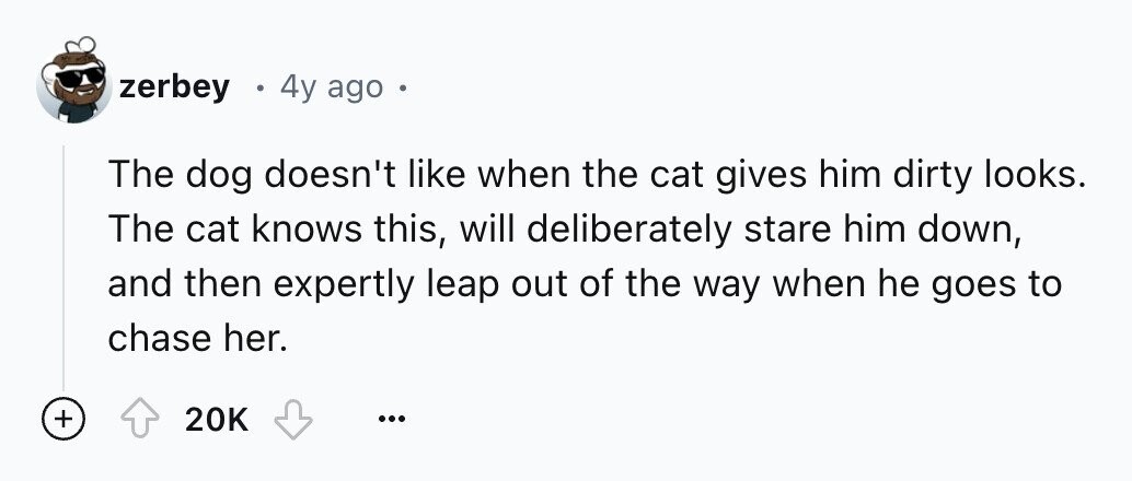 zerbey 4y ago The dog doesn't like when the cat gives him dirty looks. The cat knows this, will deliberately stare him down, and then expertly leap out of the way when he goes to chase her. + 20K ...