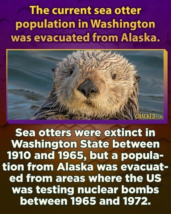 The current sea otter population in Washington was evacuated from Alaska. CRACKED.COM Sea otters were extinct in Washington State between 1910 and 1965, but a popula- tion from Alaska was evacuat- ed from areas where the US was testing nuclear bombs between 1965 and 1972.