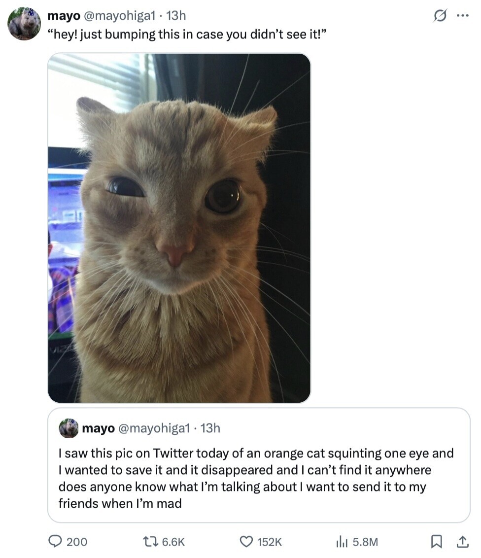 s ... mayo @mayohiga1 13h hey! just bumping this in case you didn't see it! mayo @mayohiga1. 13h saw this pic on Twitter today of an orange cat squinting one eye and wanted to save it and it disappeared and I can't find it anywhere does anyone know what I'm talking about want to send it to my friends when I'm mad 200 6.6K 152K del 5.8M 