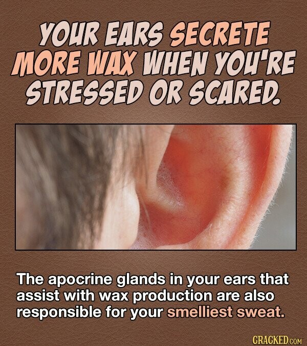 YOUR EARS SECRETE MORE WAX WHEN YOU'RE STRESSED OR SCARED The apocrine glands in your ears that assist with wax production are also responsible for your smelliest sweat. CRACKED.COM