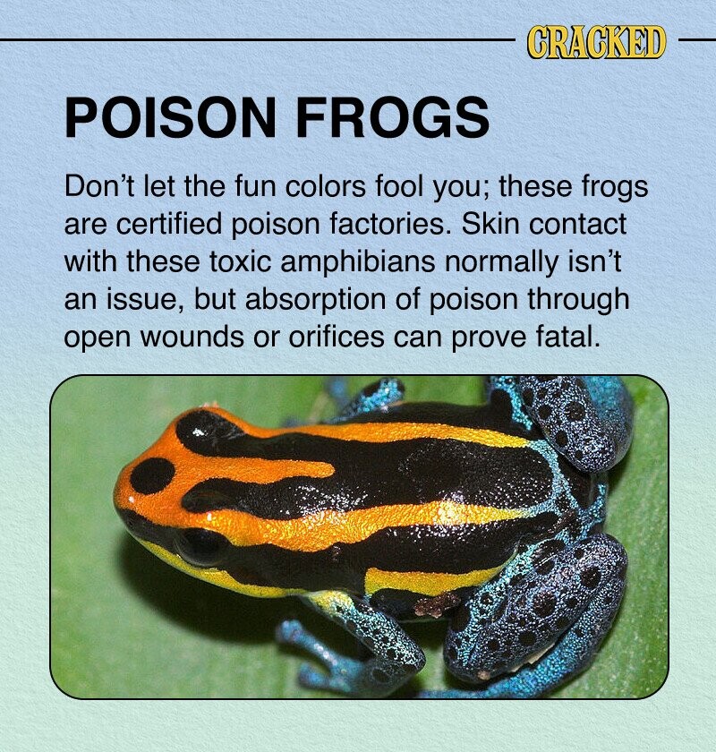 CRACKED POISON FROGS Don't let the fun colors fool you; these frogs are certified poison factories. Skin contact with these toxic amphibians normally isn't an issue, but absorption of poison through open wounds or orifices can prove fatal.
