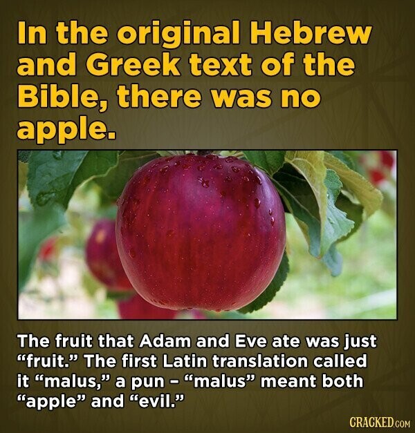 In the original Hebrew and Greek text of the Bible, there was no apple. The fruit that Adam and Eve ate was just fruit. The first Latin translation called it malus, a pun - malus meant both apple and evil. CRACKED.COM